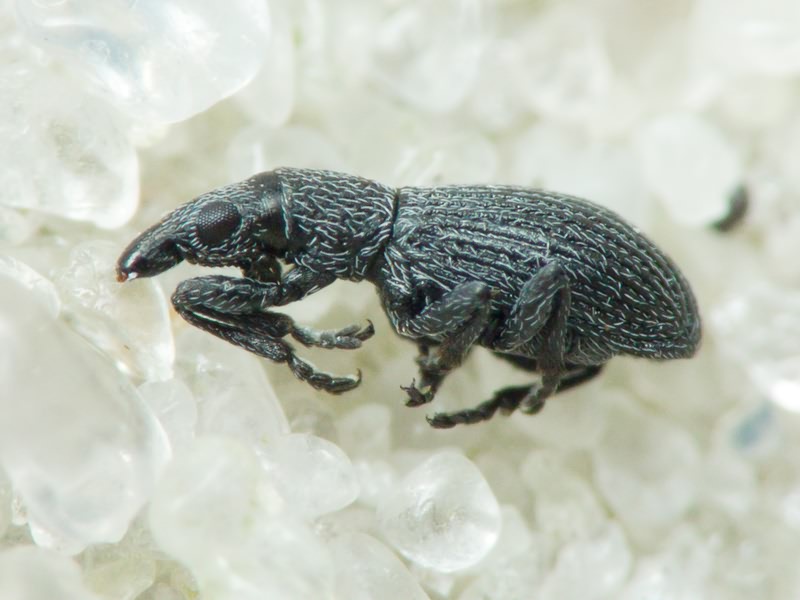 Pseudostenapion simum (Germar, 1817)